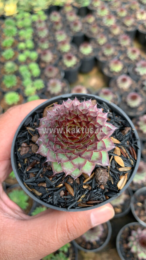 Sempervivum Lion King, real gallery image #7 plants. Picture taken directly from kaktus.id community Sempervivum farmer green houses.