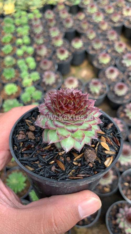 Sempervivum Lion King, real gallery image #1 plants. Picture taken directly from kaktus.id community Sempervivum farmer green houses.