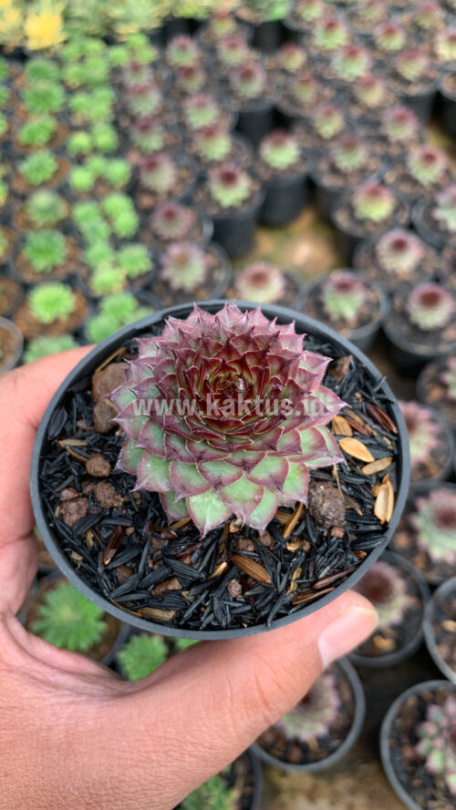 Sempervivum Lion King, real gallery image #6 plants. Picture taken directly from kaktus.id community Sempervivum farmer green houses.