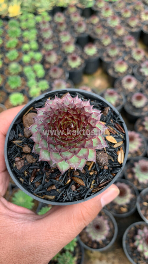 Sempervivum Lion King, real gallery image #5 plants. Picture taken directly from kaktus.id community Sempervivum farmer green houses.