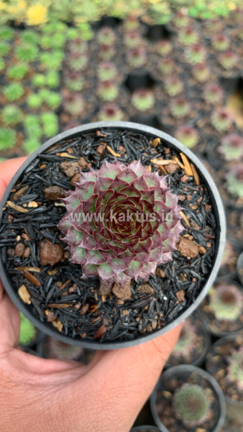 Sempervivum Lion King, real gallery image #4 plants. Picture taken directly from kaktus.id community Sempervivum farmer green houses.