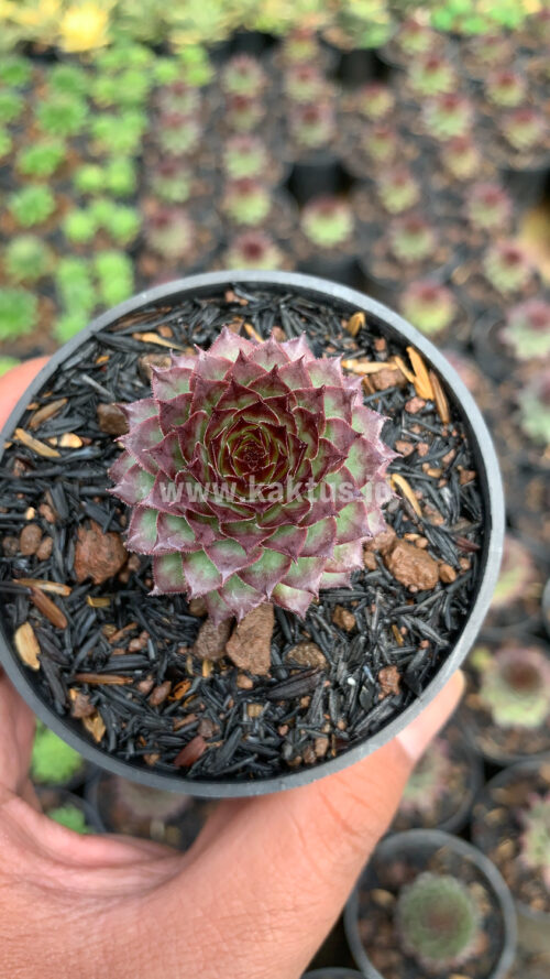 Sempervivum Lion King, real gallery image #3 plants. Picture taken directly from kaktus.id community Sempervivum farmer green houses.