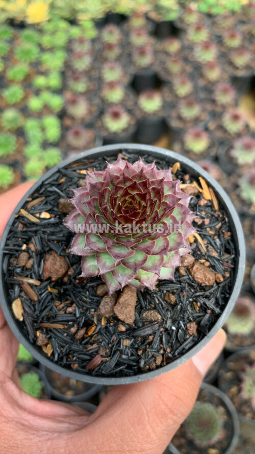 Sempervivum Lion King, real gallery image #2 plants. Picture taken directly from kaktus.id community Sempervivum farmer green houses.
