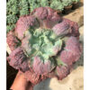 Echeveria Mauna Loa Mature Size 25 Cm, real feature image plant. Picture taken directly from kaktus.id community Echeveria farmer green houses.