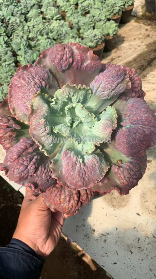 Echeveria Mauna Loa Mature Size 25 Cm, real gallery image #5 plants. Picture taken directly from kaktus.id community Echeveria farmer green houses.