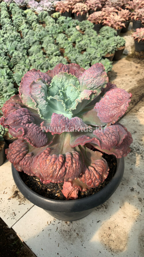 Echeveria Mauna Loa Mature Size 25 Cm, real gallery image #4 plants. Picture taken directly from kaktus.id community Echeveria farmer green houses.