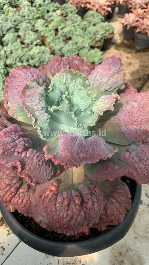 Echeveria Mauna Loa Mature Size 25 Cm, real gallery image #3 plants. Picture taken directly from kaktus.id community Echeveria farmer green houses.