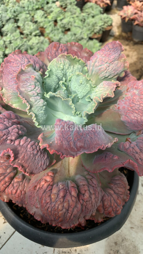 Echeveria Mauna Loa Mature Size 25 Cm, real gallery image #2 plants. Picture taken directly from kaktus.id community Echeveria farmer green houses.