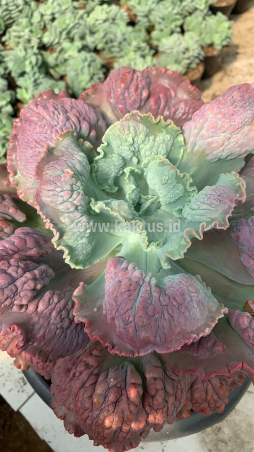 Echeveria Mauna Loa Mature Size 25 Cm, real gallery image #1 plants. Picture taken directly from kaktus.id community Echeveria farmer green houses.