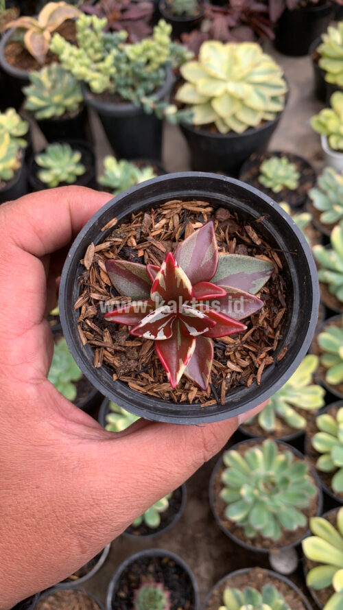 Lenophyllum Guttatum Variegated, real gallery image #9 plants. Picture taken directly from kaktus.id community Lenophyllum farmer green houses.
