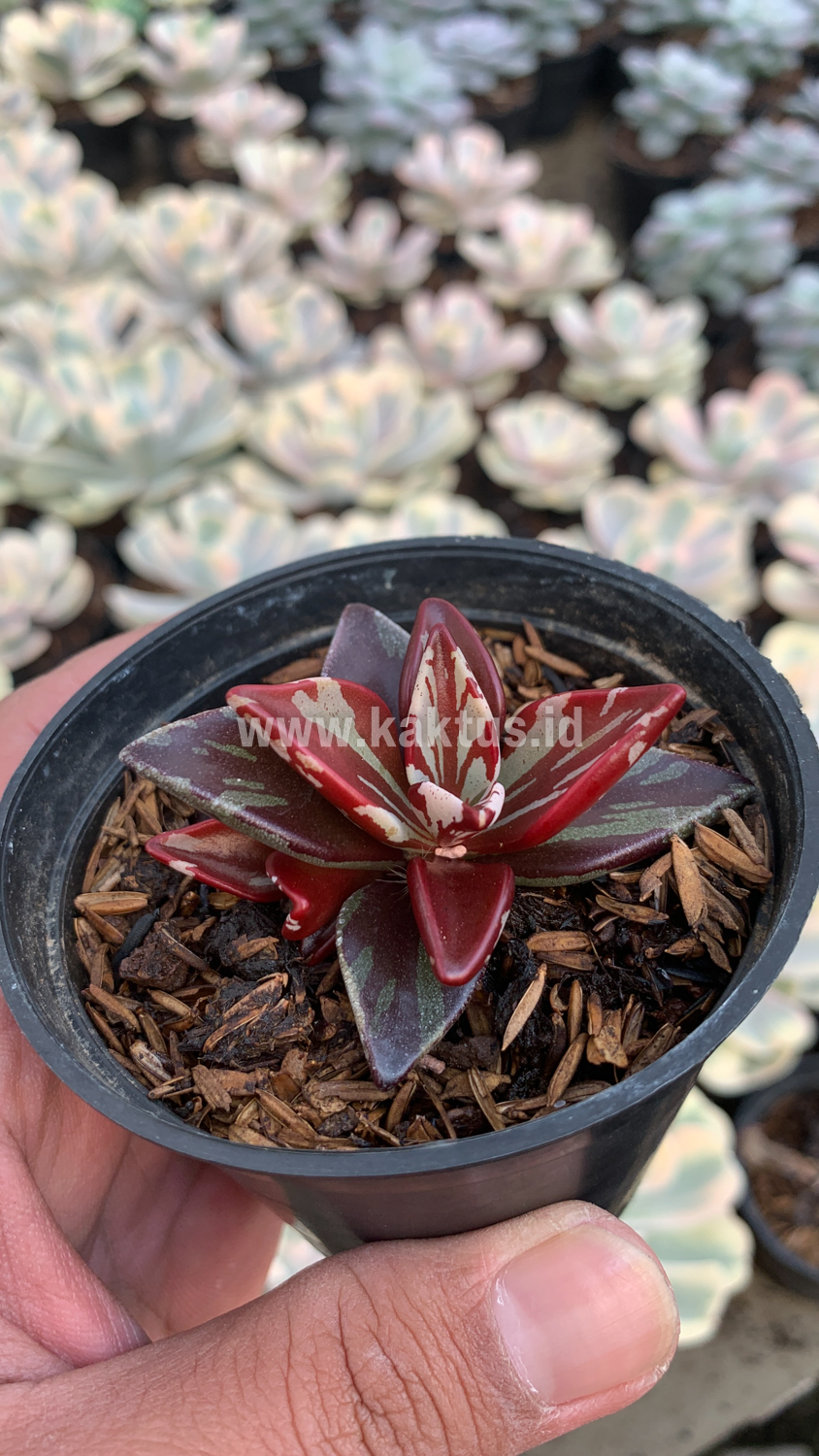 Lenophyllum Guttatum Variegated For Sale - Real Pictures, kaktus.id Plants  Exporter