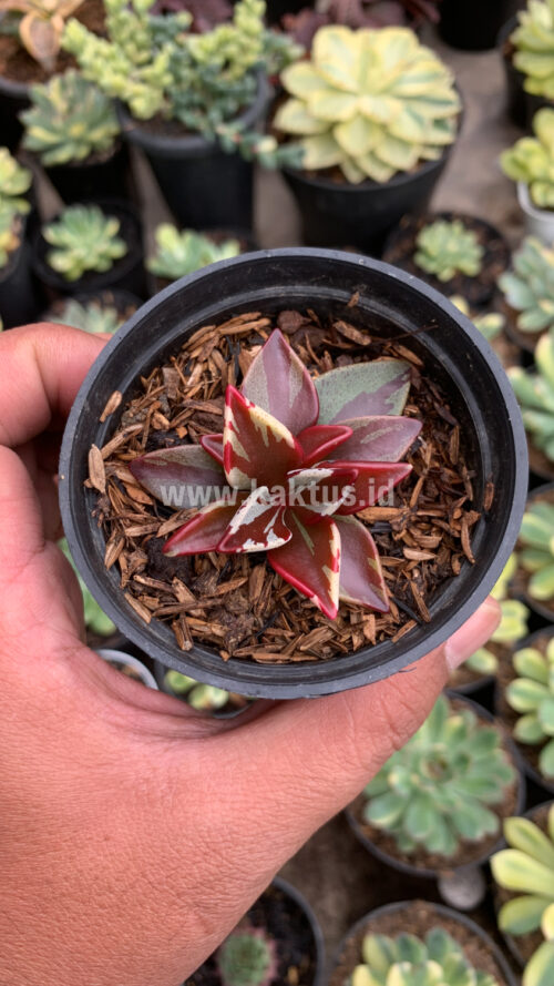 Lenophyllum Guttatum Variegated, real gallery image #5 plants. Picture taken directly from kaktus.id community Lenophyllum farmer green houses.