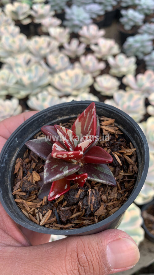 Lenophyllum Guttatum Variegated, real gallery image #10 plants. Picture taken directly from kaktus.id community Lenophyllum farmer green houses.