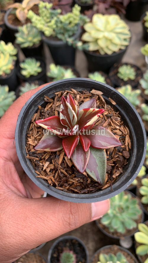 Lenophyllum Guttatum Variegated, real gallery image #3 plants. Picture taken directly from kaktus.id community Lenophyllum farmer green houses.