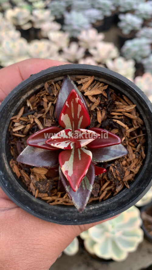 Lenophyllum Guttatum Variegated, real gallery image #8 plants. Picture taken directly from kaktus.id community Lenophyllum farmer green houses.