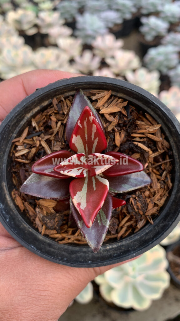 kaktus.id