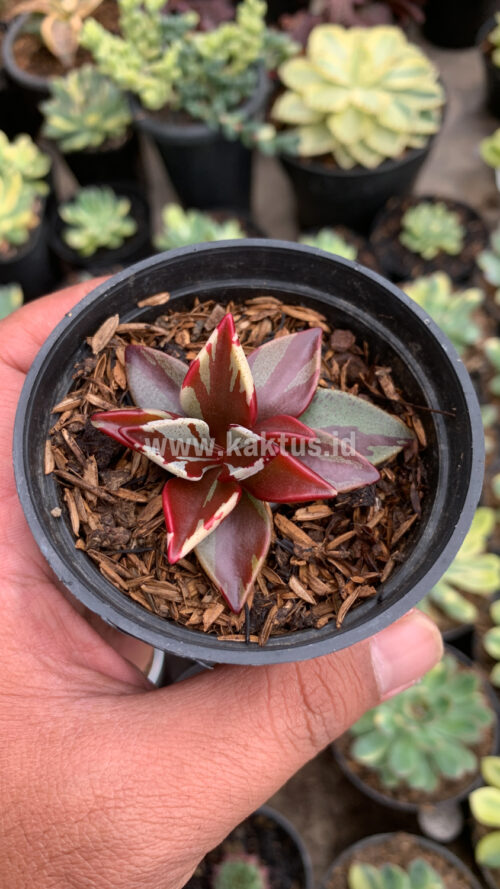 Lenophyllum Guttatum Variegated, real gallery image #2 plants. Picture taken directly from kaktus.id community Lenophyllum farmer green houses.