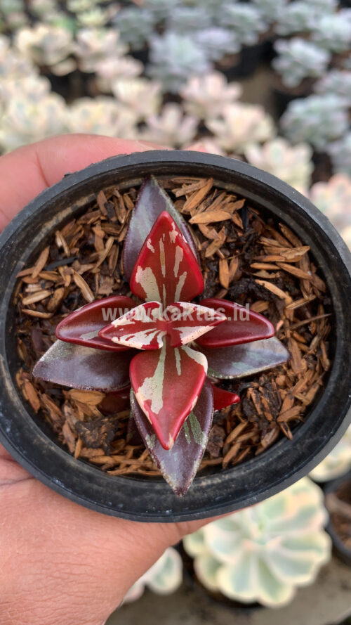 Lenophyllum Guttatum Variegated, real gallery image #7 plants. Picture taken directly from kaktus.id community Lenophyllum farmer green houses.