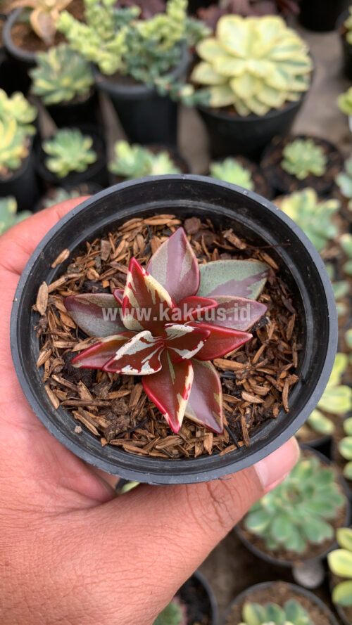 Lenophyllum Guttatum Variegated, real gallery image #12 plants. Picture taken directly from kaktus.id community Lenophyllum farmer green houses.