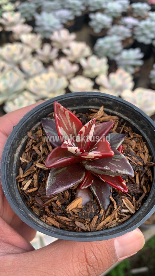 Lenophyllum Guttatum Variegated, real gallery image #6 plants. Picture taken directly from kaktus.id community Lenophyllum farmer green houses.