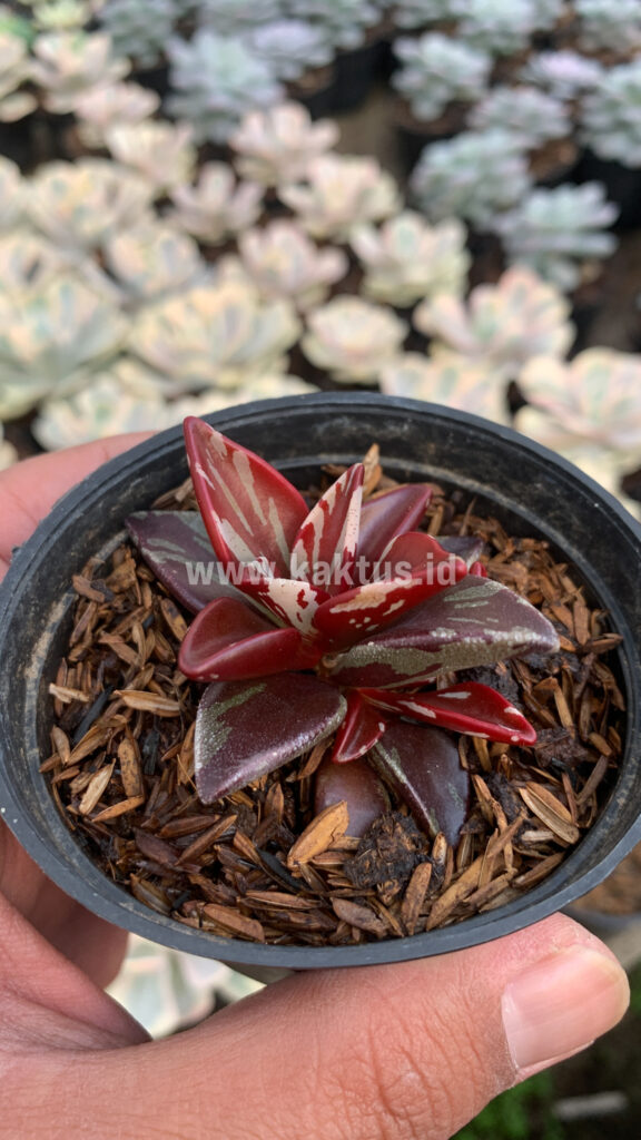 kaktus.id