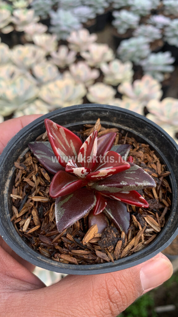 kaktus.id