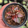 Lenophyllum Guttatum Variegated, real feature image plant. Picture taken directly from kaktus.id community Lenophyllum farmer green houses.