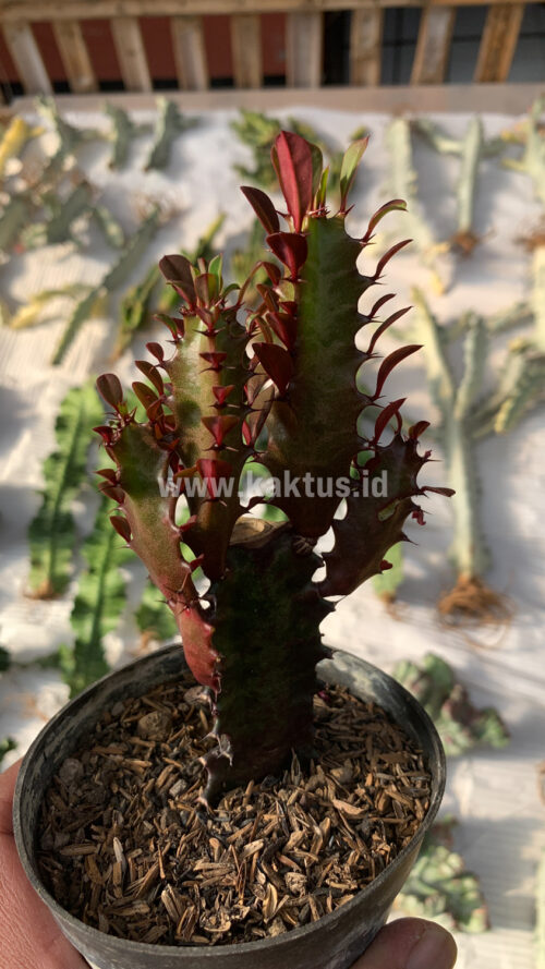 Euphorbia Trigona - African Milk Tree, real gallery image #7 plants. Picture taken directly from kaktus.id community Euphorbia farmer green houses.