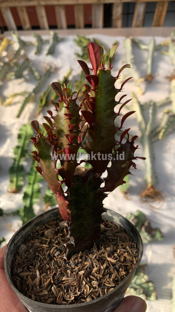 kaktus.id