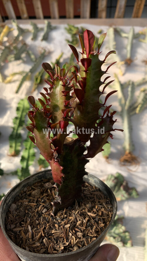 Euphorbia Trigona - African Milk Tree, real gallery image #6 plants. Picture taken directly from kaktus.id community Euphorbia farmer green houses.