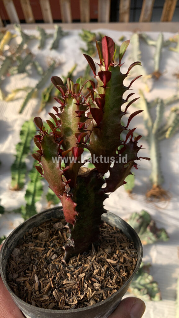 kaktus.id