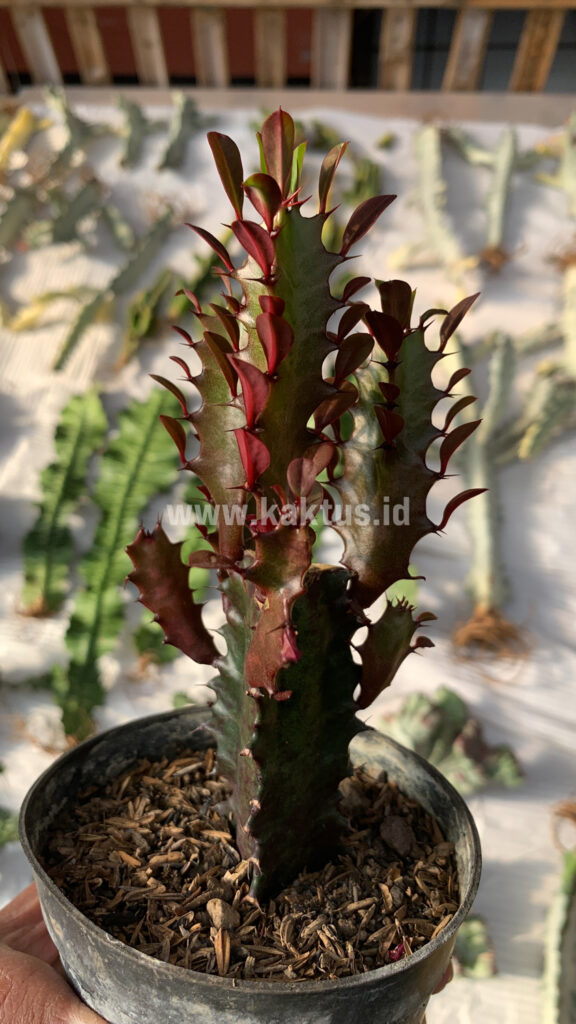 kaktus.id