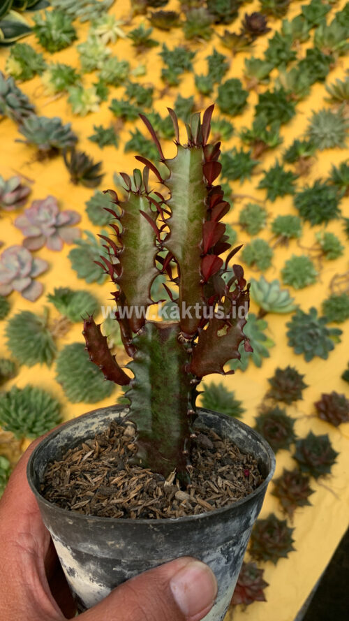 Euphorbia Trigona - African Milk Tree, real gallery image #5 plants. Picture taken directly from kaktus.id community Euphorbia farmer green houses.