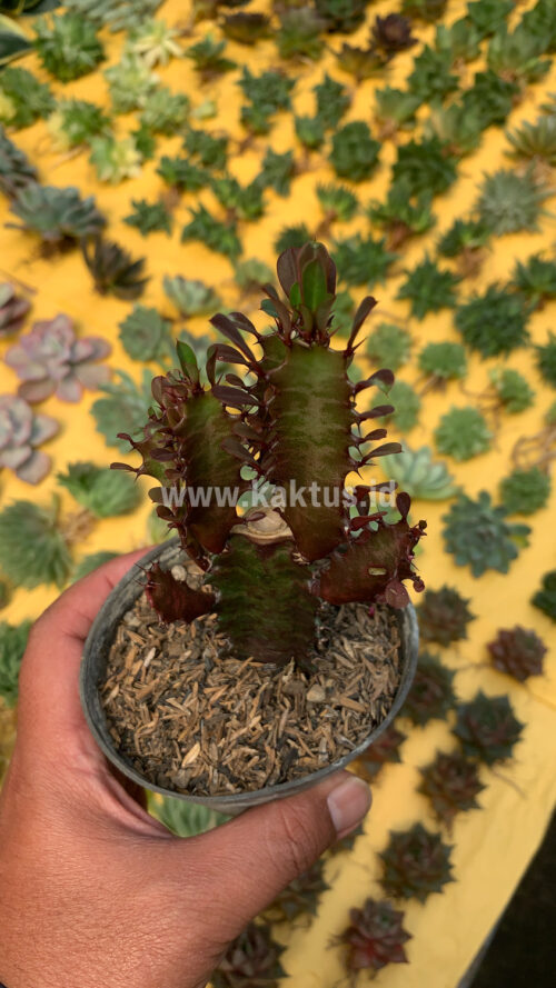 Euphorbia Trigona - African Milk Tree, real gallery image #4 plants. Picture taken directly from kaktus.id community Euphorbia farmer green houses.