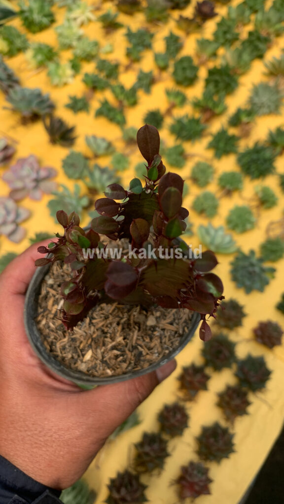 kaktus.id