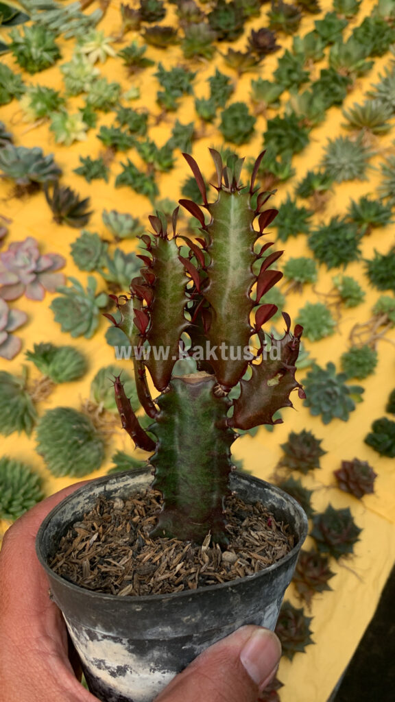 kaktus.id