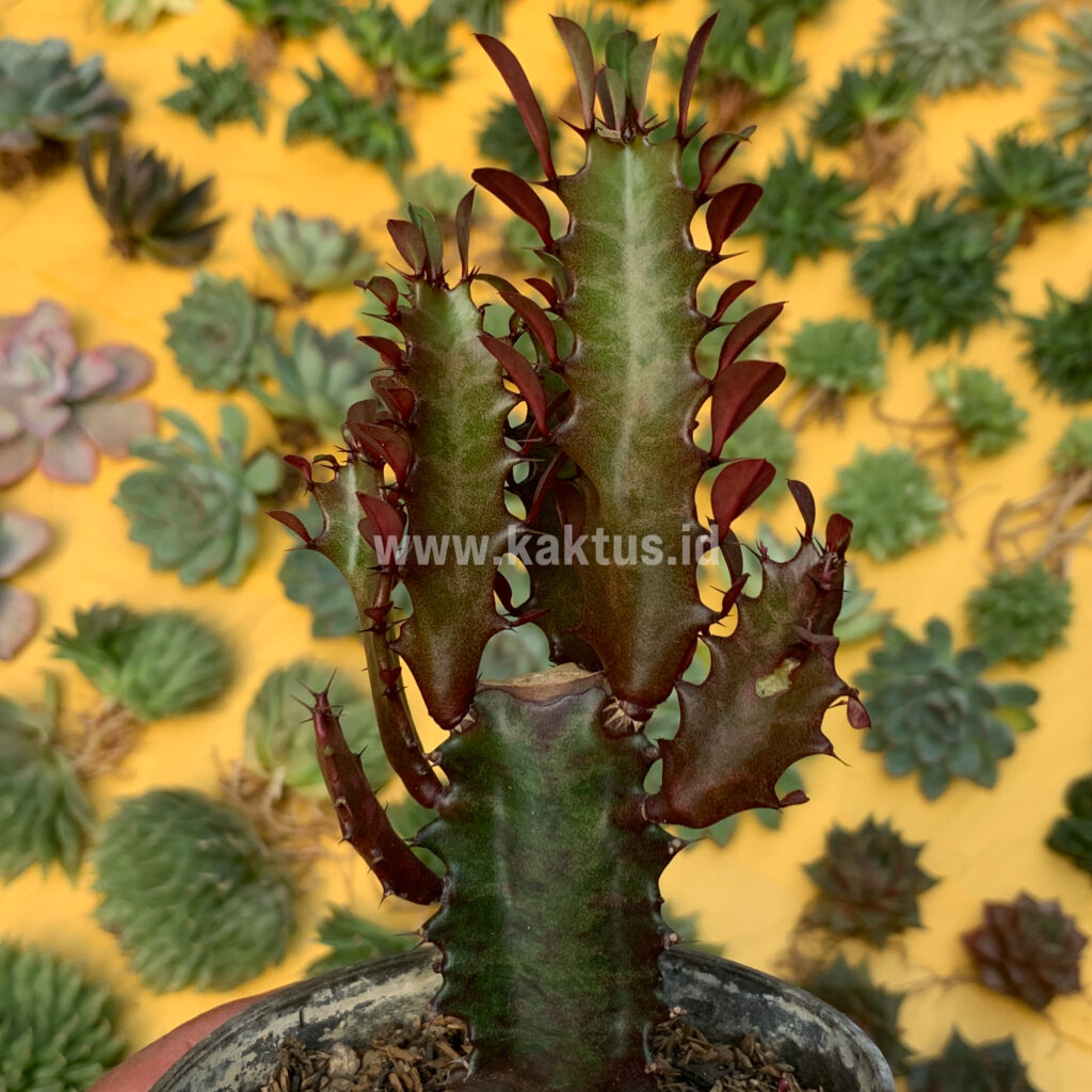 kaktus.id