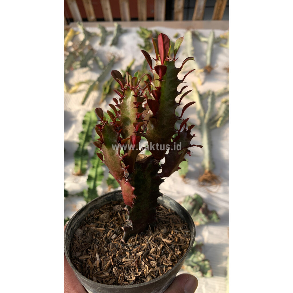 kaktus.id