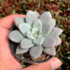 Graptoveria White Amethorum, real feature image plant. Picture taken directly from kaktus.id community Graptoveria farmer green houses.