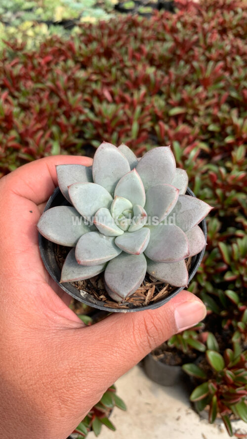 Graptoveria White Amethorum, real gallery image #10 plants. Picture taken directly from kaktus.id community Graptoveria farmer green houses.