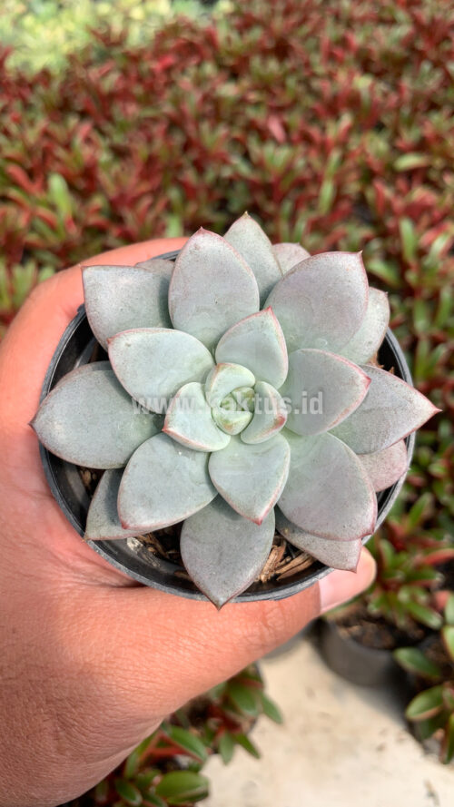 Graptoveria White Amethorum, real gallery image #2 plants. Picture taken directly from kaktus.id community Graptoveria farmer green houses.