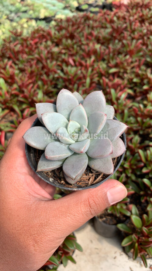 Graptoveria White Amethorum, real gallery image #9 plants. Picture taken directly from kaktus.id community Graptoveria farmer green houses.