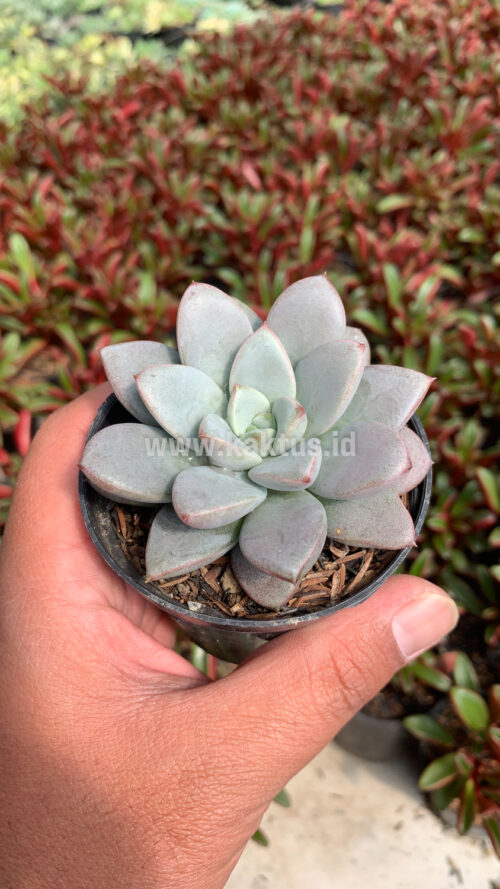 Graptoveria White Amethorum, real gallery image #8 plants. Picture taken directly from kaktus.id community Graptoveria farmer green houses.