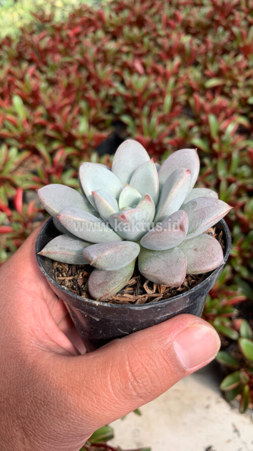 Graptoveria White Amethorum, real gallery image #7 plants. Picture taken directly from kaktus.id community Graptoveria farmer green houses.