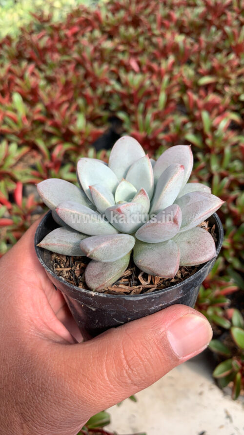 Graptoveria White Amethorum, real gallery image #1 plants. Picture taken directly from kaktus.id community Graptoveria farmer green houses.