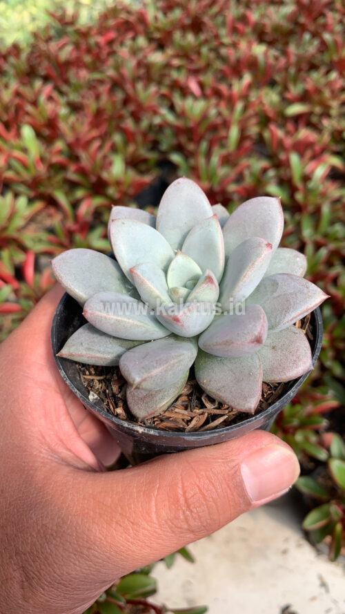 Graptoveria White Amethorum, real gallery image #6 plants. Picture taken directly from kaktus.id community Graptoveria farmer green houses.