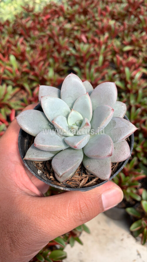 Graptoveria White Amethorum, real gallery image #5 plants. Picture taken directly from kaktus.id community Graptoveria farmer green houses.