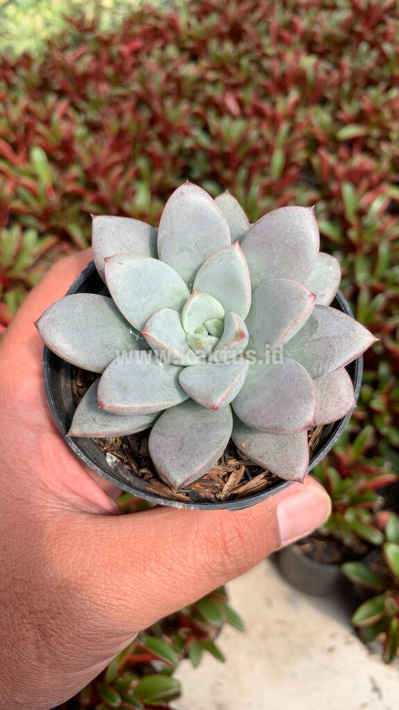 kaktus.id
