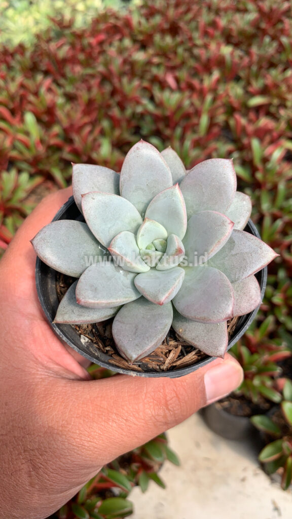 kaktus.id