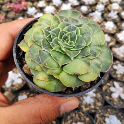 Graptopetalum Bellum Variegated, real gallery image #13 plants. Picture taken directly from kaktus.id community Graptopetalum farmer green houses.
